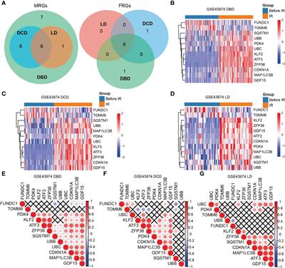 Gene signature and prediction model of the mitophagy-associated immune microenvironment in renal ischemia-reperfusion injury